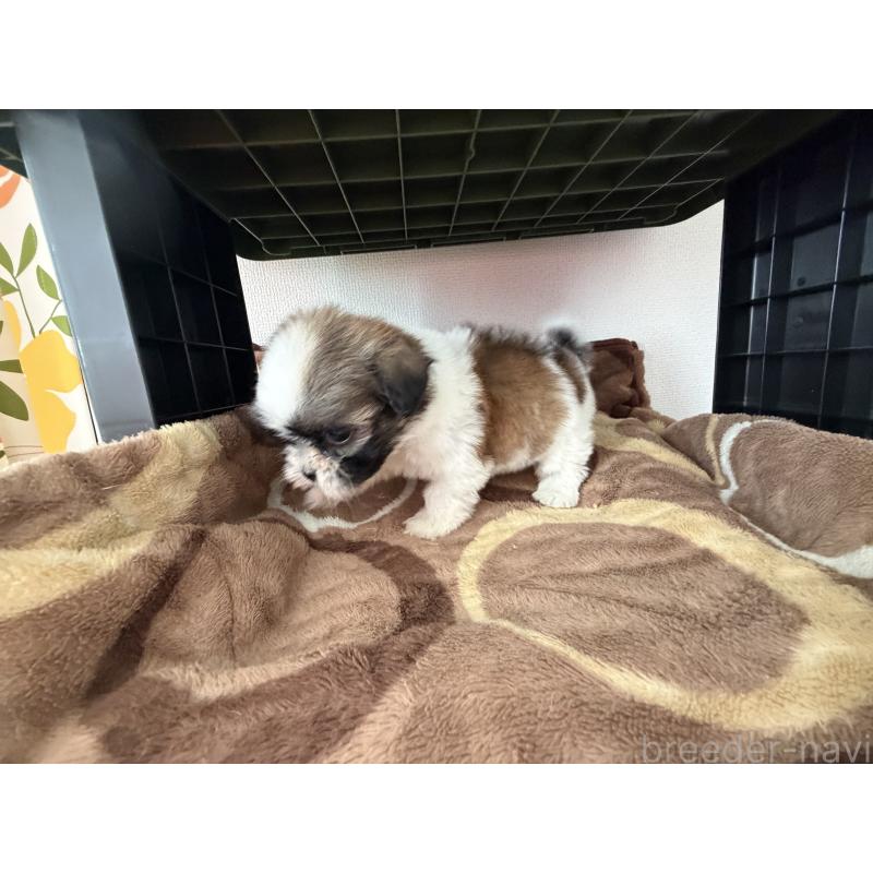 販売中の長野県のチワズー:チワワ×シーズー-435645の3枚目