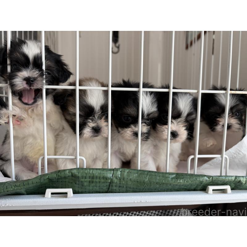 販売中の長野県のチワズー:チワワ×シーズー-435645の2枚目