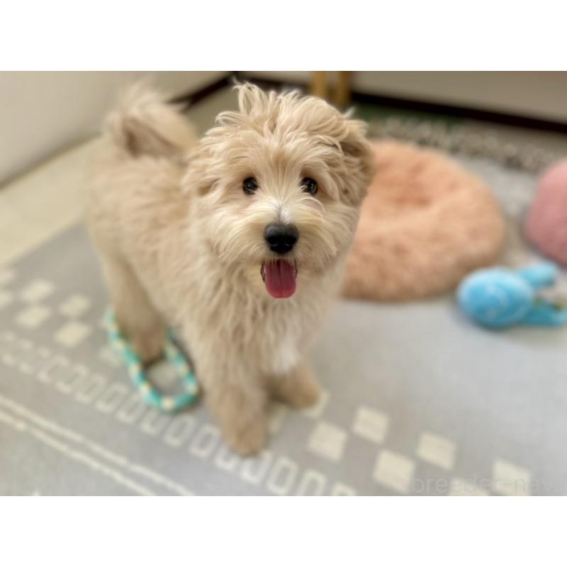 販売中の福岡県のポメプー:ポメラニアン×トイプードル-406553の12枚目