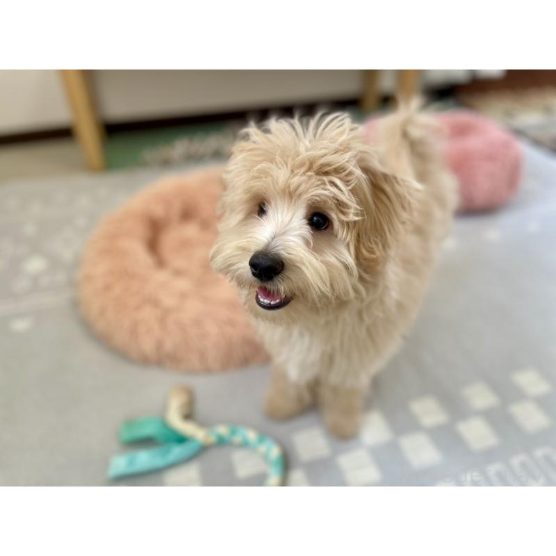 販売中の福岡県のポメプー:ポメラニアン×トイプードル-406553の10枚目