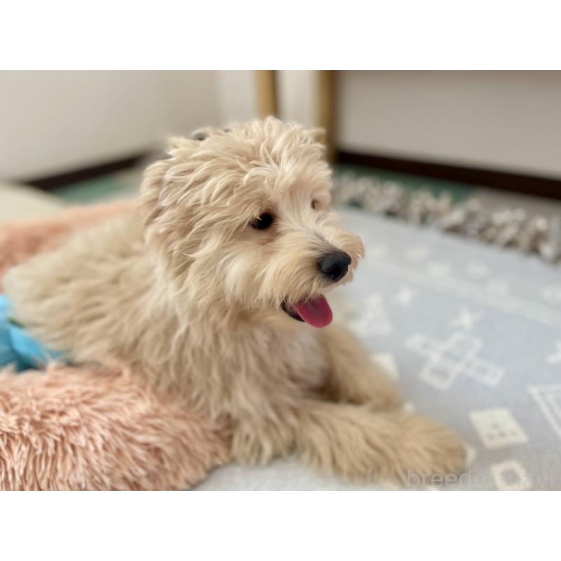 販売中の福岡県のポメプー:ポメラニアン×トイプードル-406553の8枚目