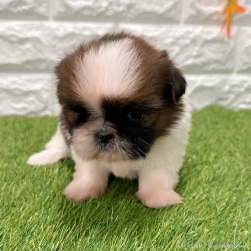 販売中の愛知県のシーズー-434444