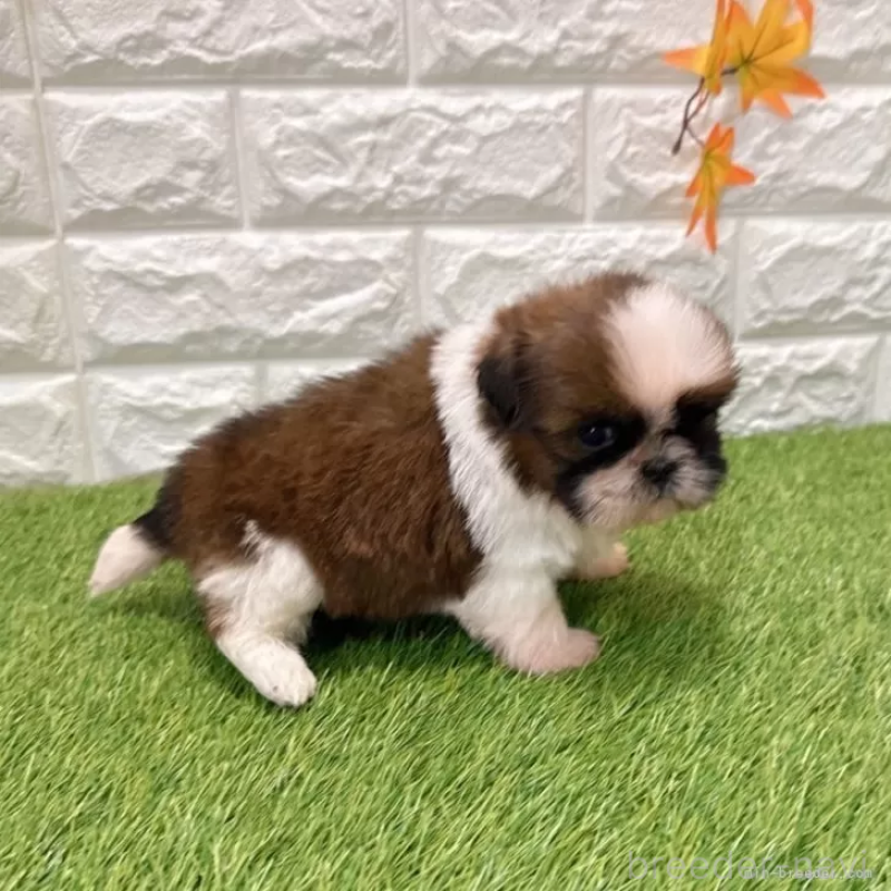 販売中の愛知県のシーズー-434444の5枚目