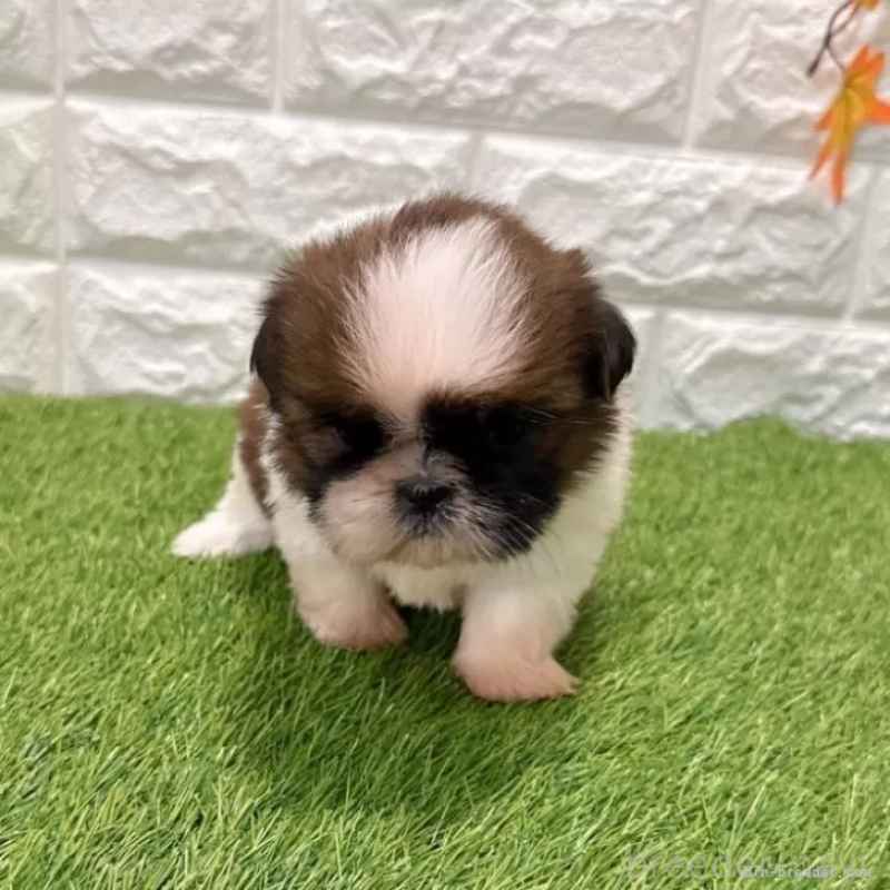 販売中の愛知県のシーズー-434444の3枚目