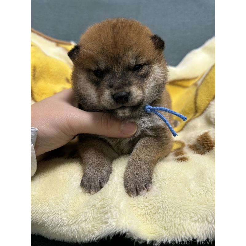 販売中の岡山県の柴犬-435646の9枚目