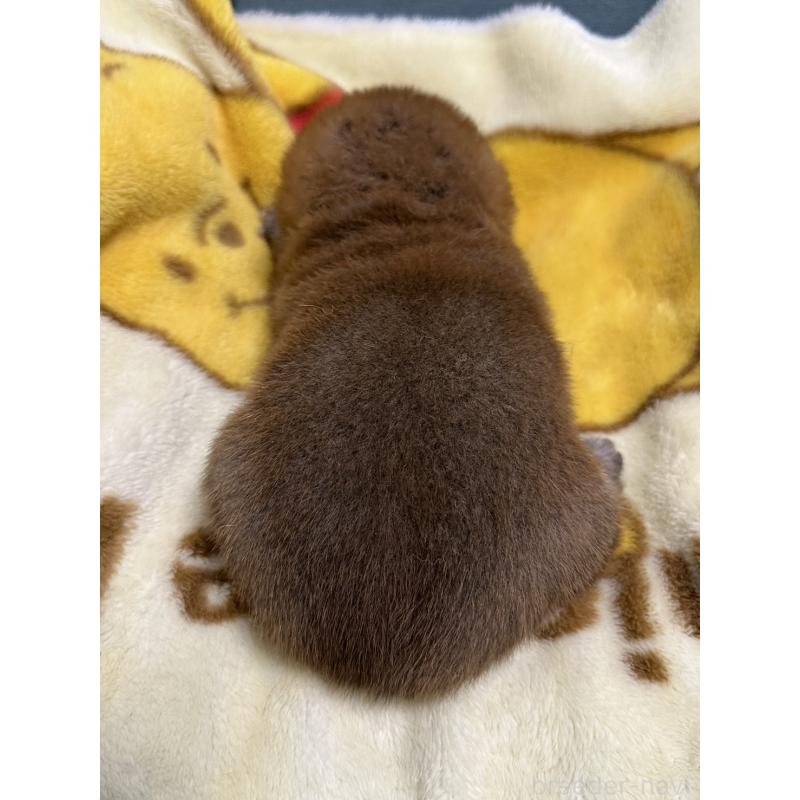 販売中の岡山県の柴犬-435646の8枚目