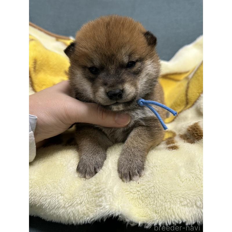 販売中の岡山県の柴犬-435646の7枚目