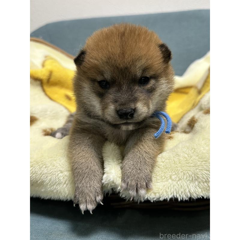 販売中の岡山県の柴犬-435646の4枚目