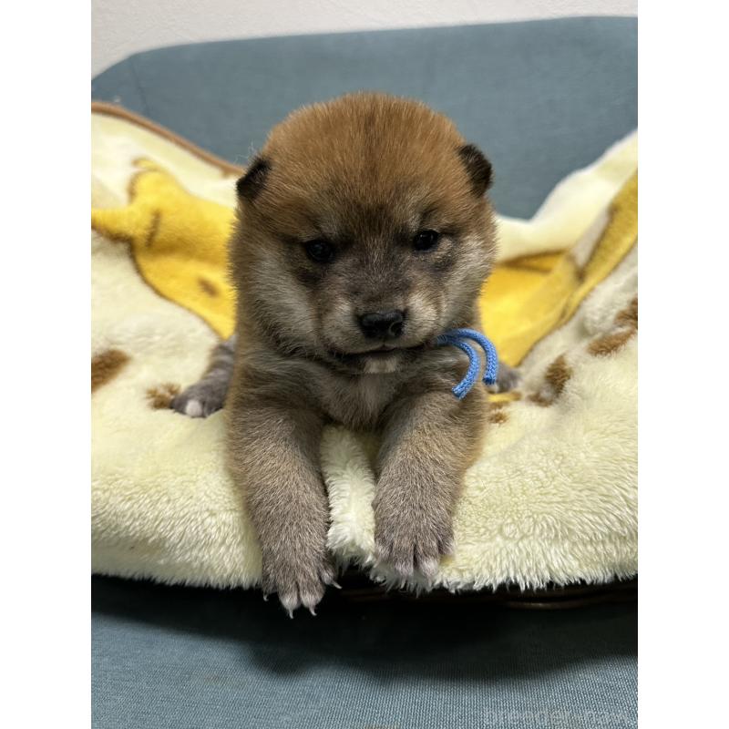 販売中の岡山県の柴犬-435646の3枚目