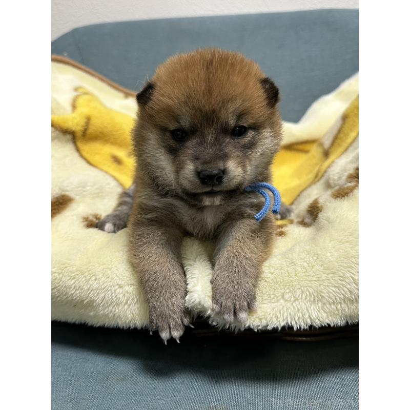 販売中の岡山県の柴犬-435646の2枚目