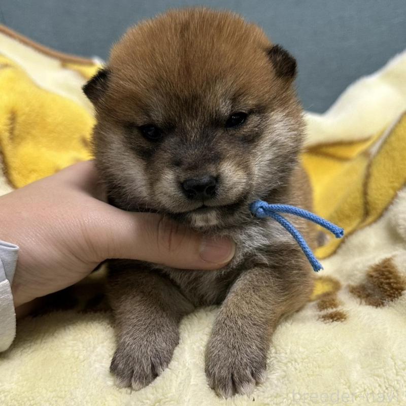 販売中の岡山県の柴犬-435646の1枚目