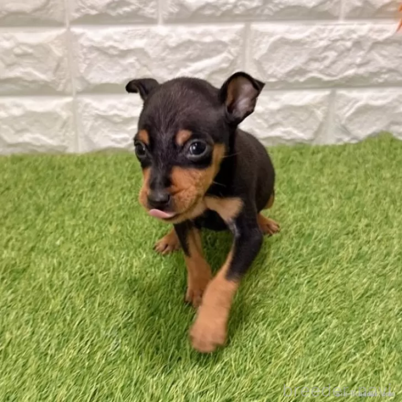 成約済ののミニチュアピンシャー(ミニピン)-434421