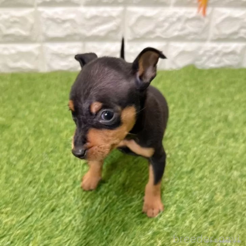 成約済の愛知県のミニチュアピンシャー(ミニピン)-434421の3枚目