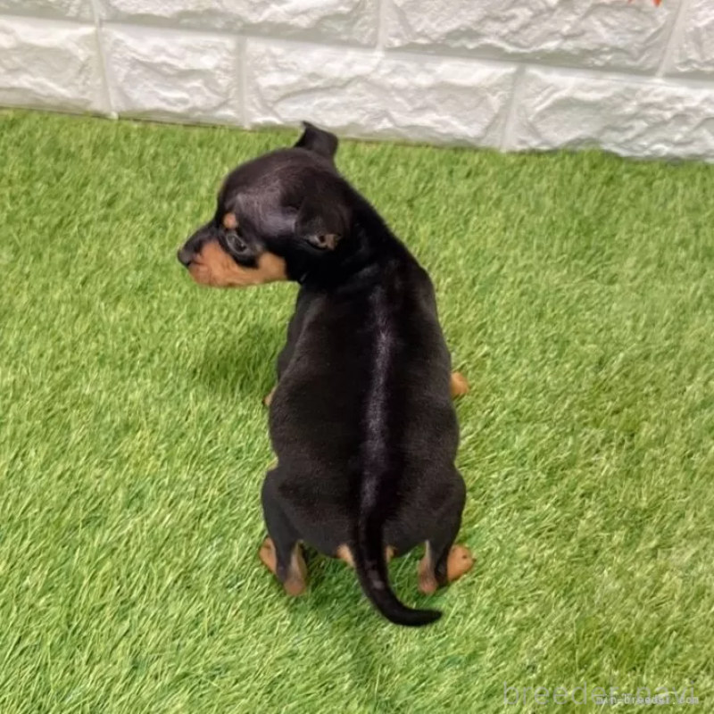 成約済の愛知県のミニチュアピンシャー(ミニピン)-434421の2枚目