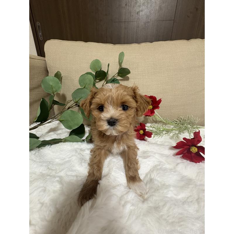 販売中の熊本県のミックス犬-425307の6枚目