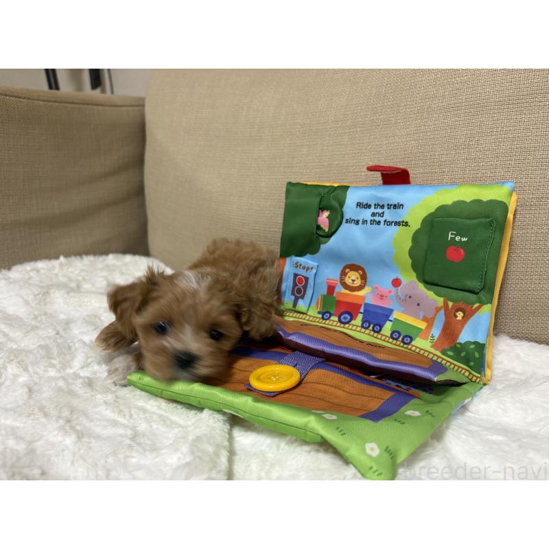 販売中の熊本県のミックス犬-425307の5枚目