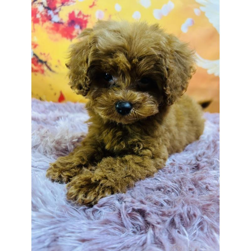 販売中の茨城県のトイプードル-427880の4枚目