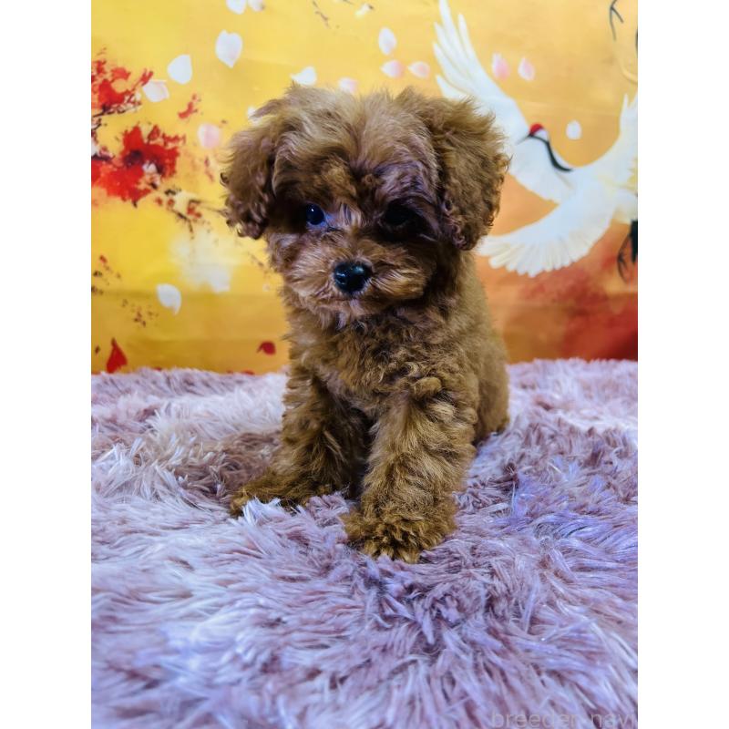 販売中の茨城県のトイプードル-427880の3枚目