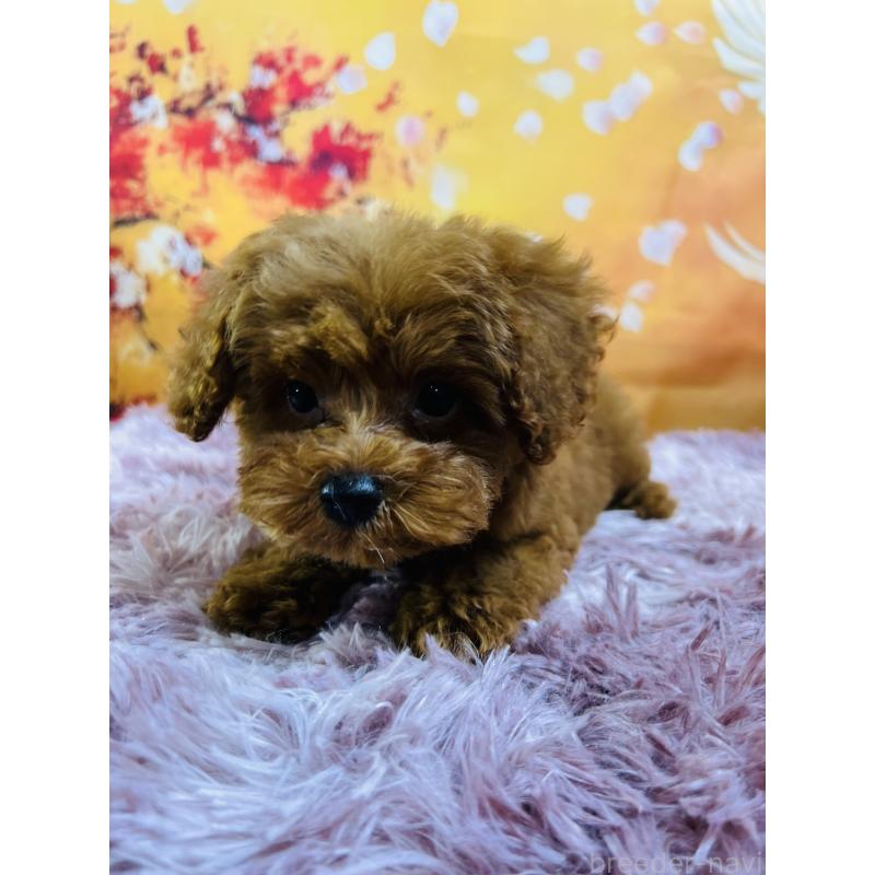 販売中の茨城県のトイプードル-427880の2枚目