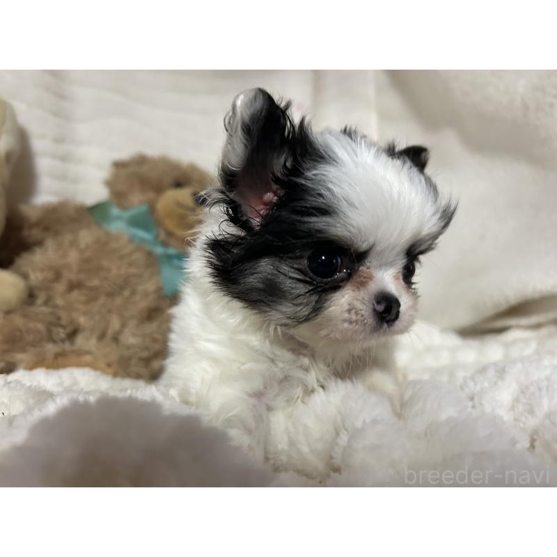 販売中の京都府のチワワ(ロングコート)-435647の6枚目