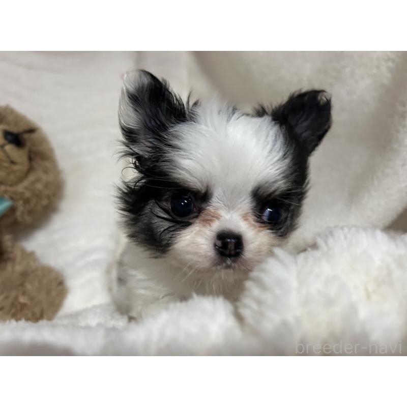 販売中の京都府のチワワ(ロングコート)-435647の5枚目