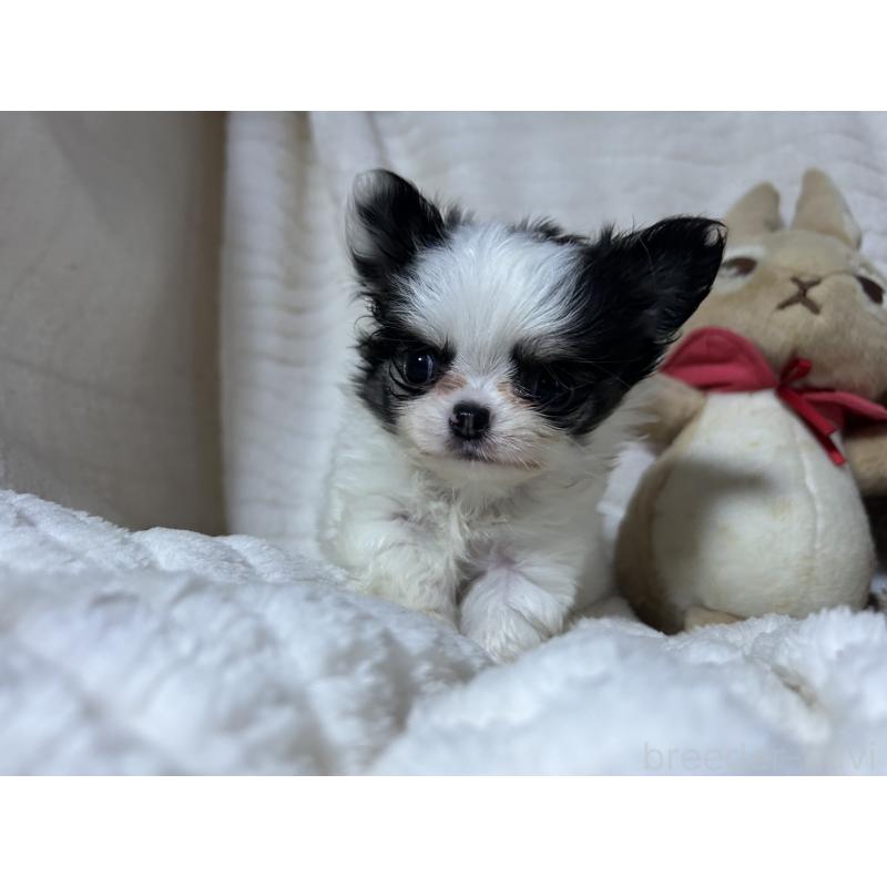 販売中の京都府のチワワ(ロングコート)-435647の4枚目