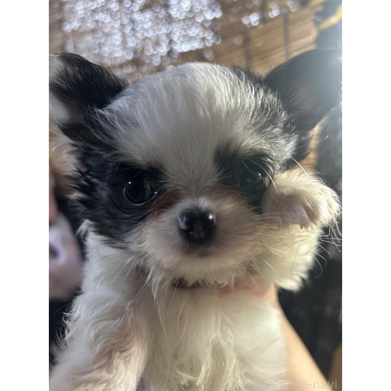 販売中の京都府のチワワ(ロングコート)-435647の2枚目