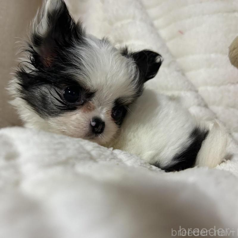 販売中の京都府のチワワ(ロングコート)-435647の1枚目