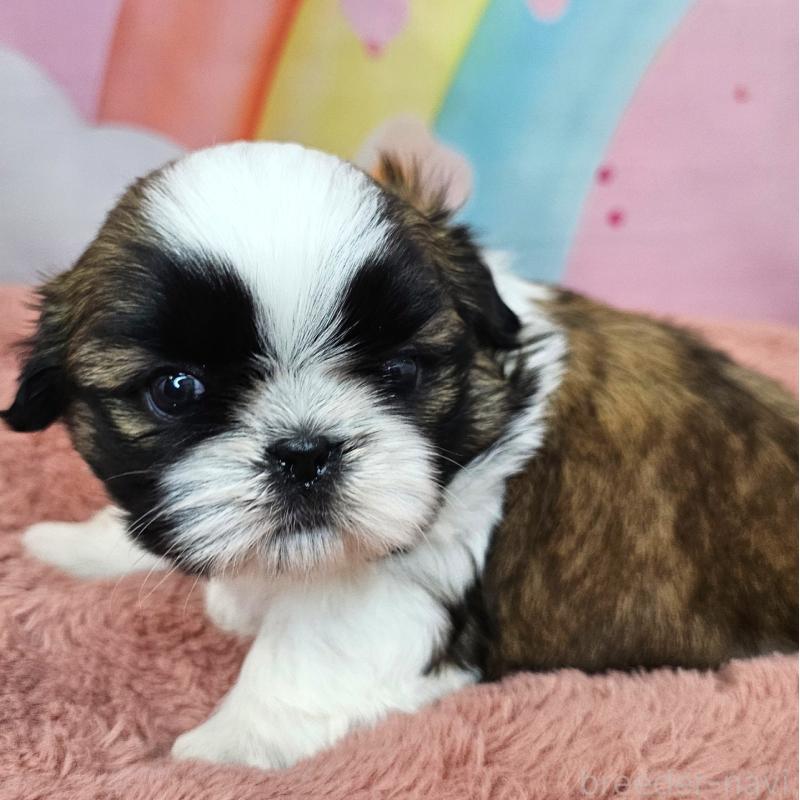 販売中の愛知県のシーズー-428583の19枚目