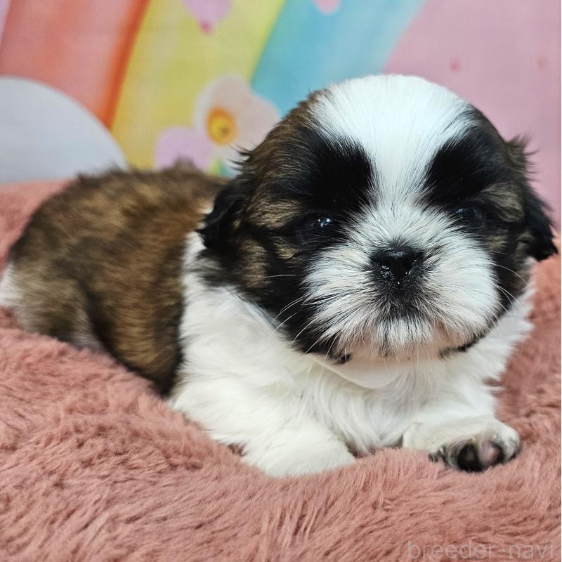 販売中の愛知県のシーズー-428583の18枚目