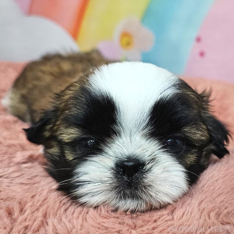 販売中の愛知県のシーズー-428583の17枚目