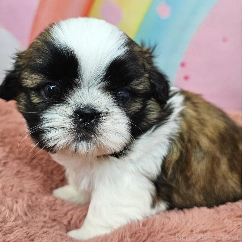 販売中の愛知県のシーズー-428583の16枚目