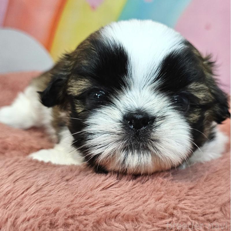 販売中の愛知県のシーズー-428583の15枚目