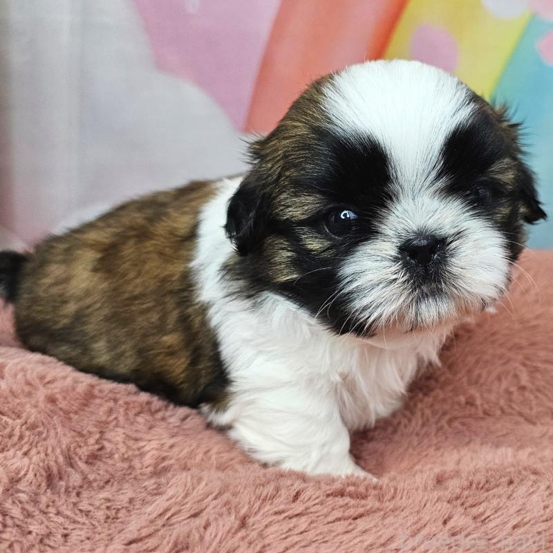 販売中の愛知県のシーズー-428583の14枚目