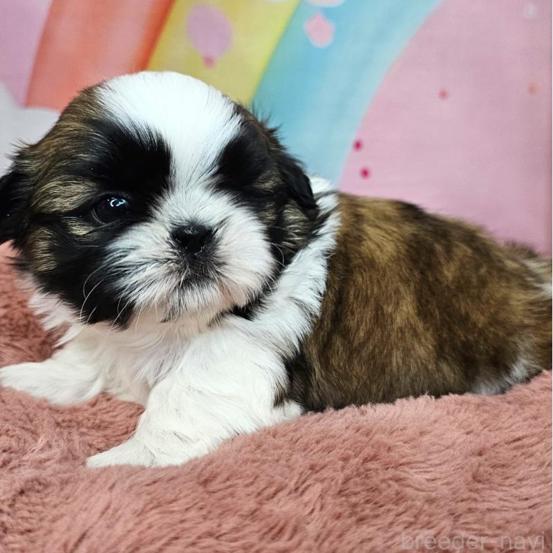 販売中の愛知県のシーズー-428583の13枚目