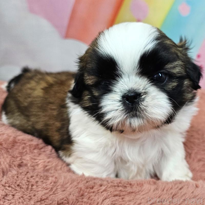 販売中の愛知県のシーズー-428583の12枚目