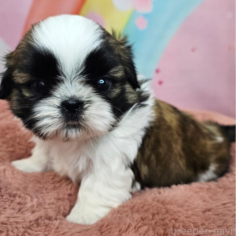 販売中の愛知県のシーズー-428583の11枚目