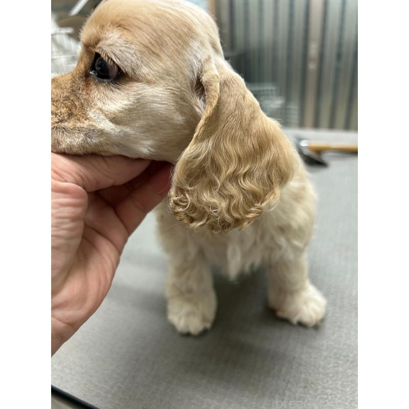 販売中の鹿児島県のアメリカンコッカースパニエル-432864の3枚目