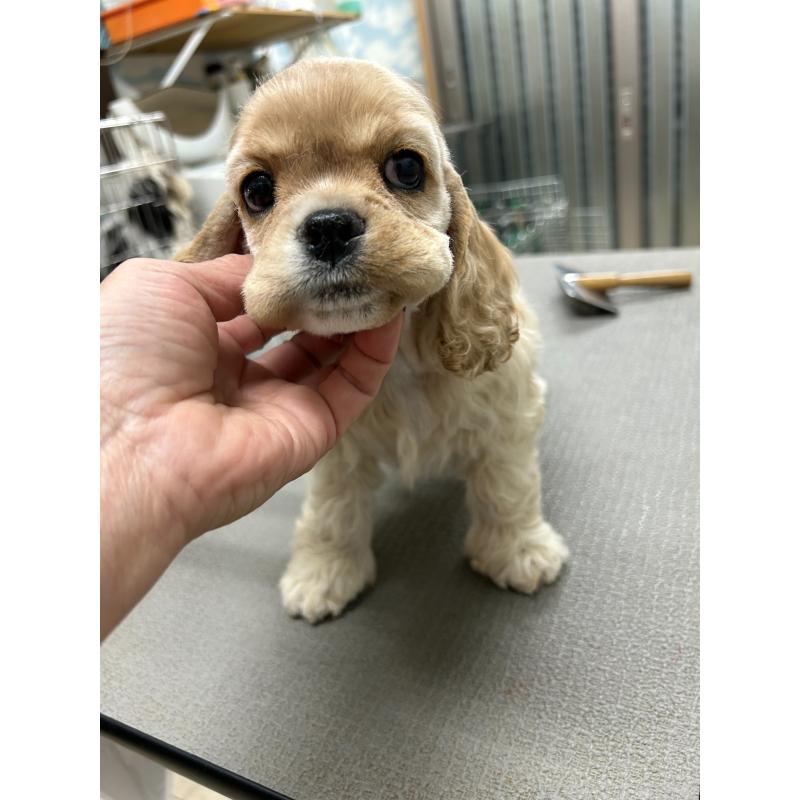 販売中の鹿児島県のアメリカンコッカースパニエル-432864の2枚目