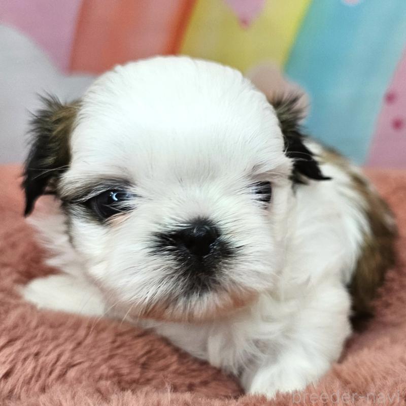 販売中の愛知県のシーズー-428584の14枚目