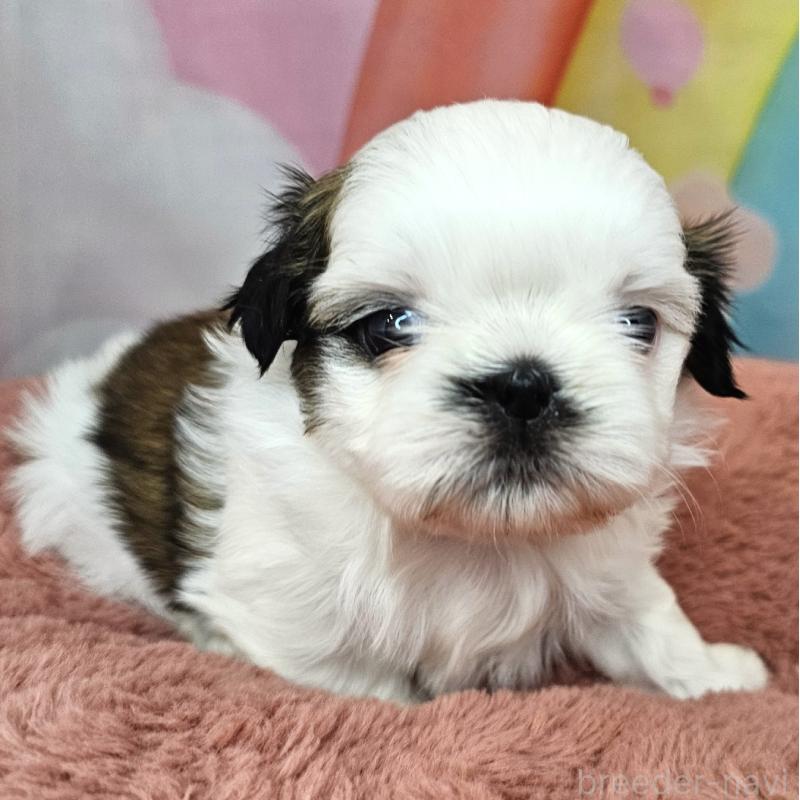 販売中の愛知県のシーズー-428584の13枚目