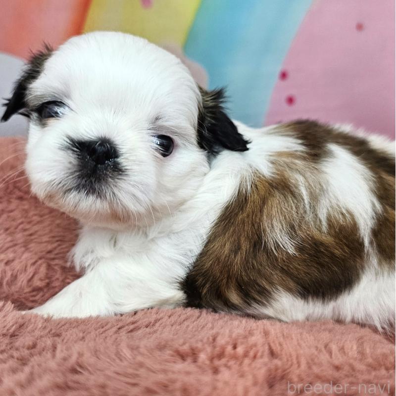 販売中の愛知県のシーズー-428584の12枚目