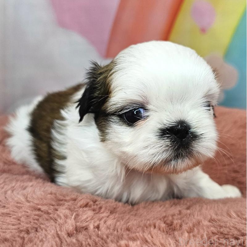 販売中の愛知県のシーズー-428584の11枚目