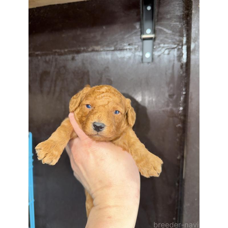 販売中の兵庫県のトイプードル-435648の6枚目