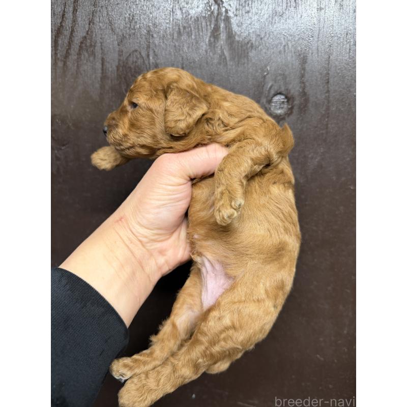 販売中の兵庫県のトイプードル-435648の3枚目