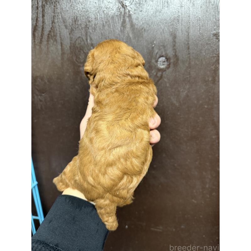 販売中の兵庫県のトイプードル-435648の2枚目