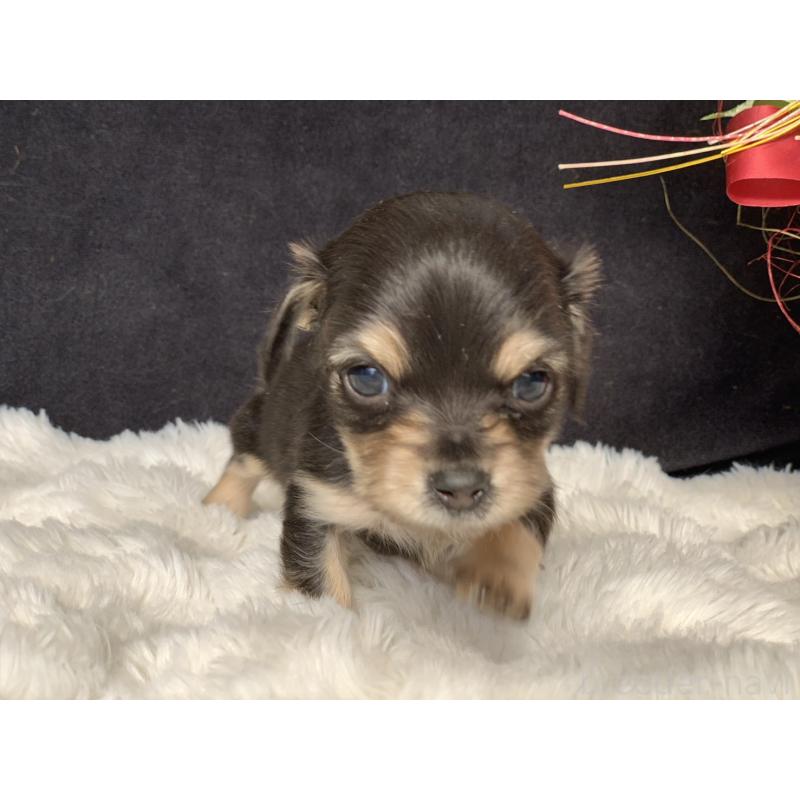 成約済の大分県のカニンヘンダックスフンド(ロングヘアード)-434143の9枚目