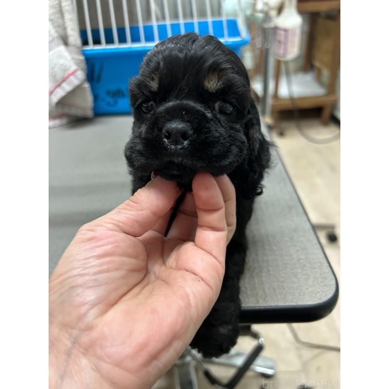 販売中の鹿児島県のアメリカンコッカースパニエル-435649の1枚目