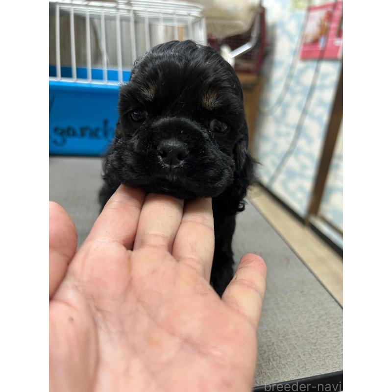 販売中の鹿児島県のアメリカンコッカースパニエル-435649の4枚目