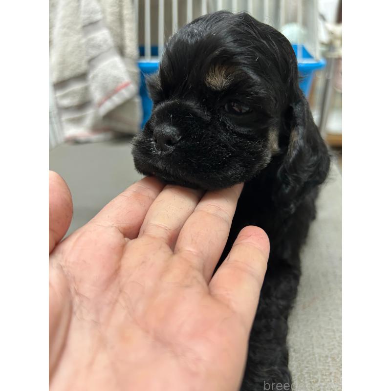 販売中の鹿児島県のアメリカンコッカースパニエル-435649の3枚目